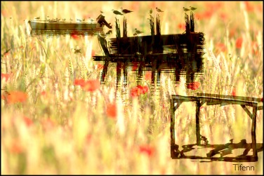 ocean-coquelicots